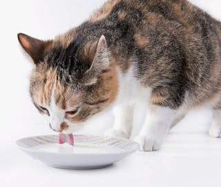 A la mayoría de los gatos les gusta beber leche, pero eso no significa que sea bueno para ellos, especialmente si ingieren una cantidad excesiva